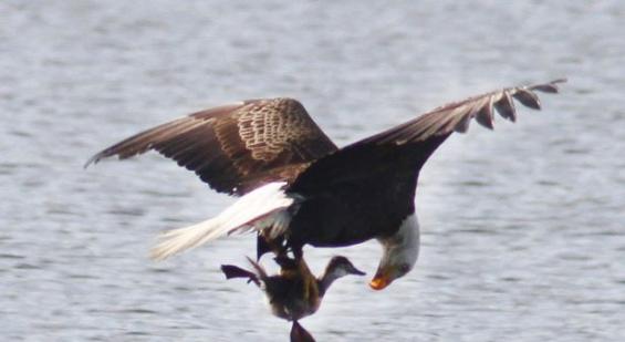 美男子拍到秃鹰水面上捕猎鸭子