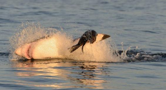 摄影师镜头记录大白鲨捕食开普软毛海豹的壮观场面