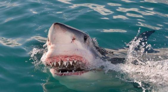 摄影师镜头记录大白鲨捕食开普软毛海豹的壮观场面