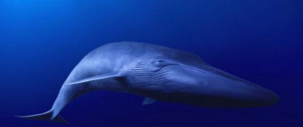 一支科学家小组和纪录片制作人将于今年秋季开始搜寻“世界上最孤独的鲸鱼”，它的歌声是52赫兹，与其它鲸鱼的歌声完全不同，20年未找到自己的同伴。图中是一条长须鲸。
