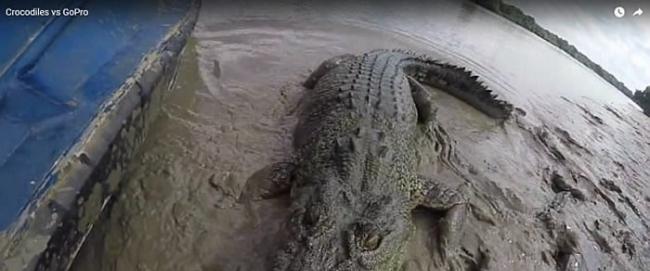 澳洲北领地河中巨大咸水鳄狂噬渔夫摄像机