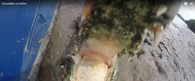 澳洲北领地河中巨大咸水鳄狂噬渔夫摄像机