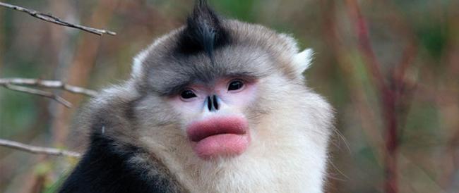 天然红唇有助雄性滇金丝猴找到女朋友