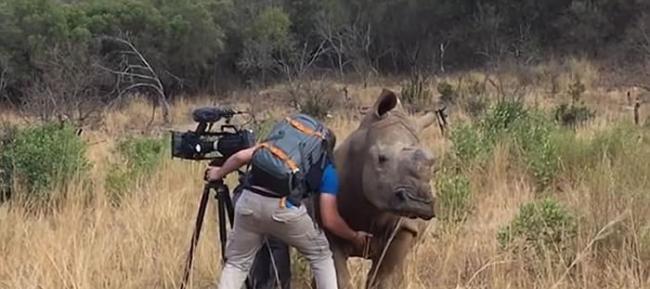 摄影师在南非草原拍摄时突然有只野生犀牛靠近