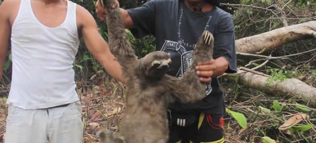 人神共愤：秘鲁丛林人类非法捕捉野生树懒与黑市交易