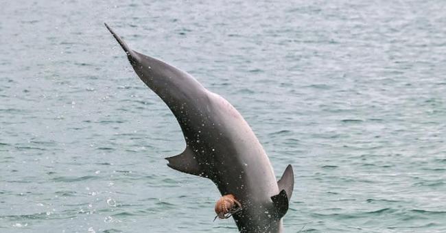 澳洲麦觉里港海豚在海面跳上跳下意图吃掉背上黏着的章鱼