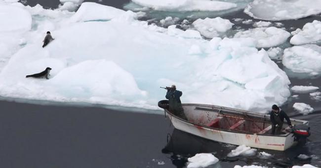 海豹在浮冰上生存，时时刻刻都得面对残忍杀戮。