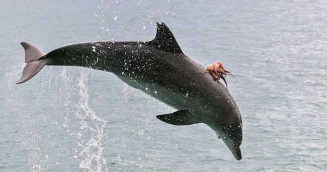 澳洲麦觉里港海豚在海面跳上跳下意图吃掉背上黏着的章鱼