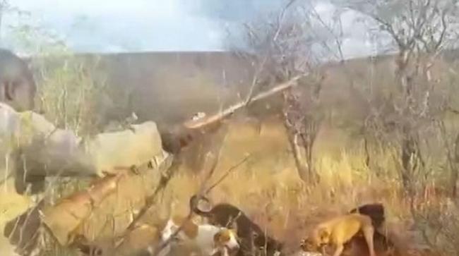 非洲纳米比亚猎人残杀美洲豹影片曝光 猎狗围攻噬咬