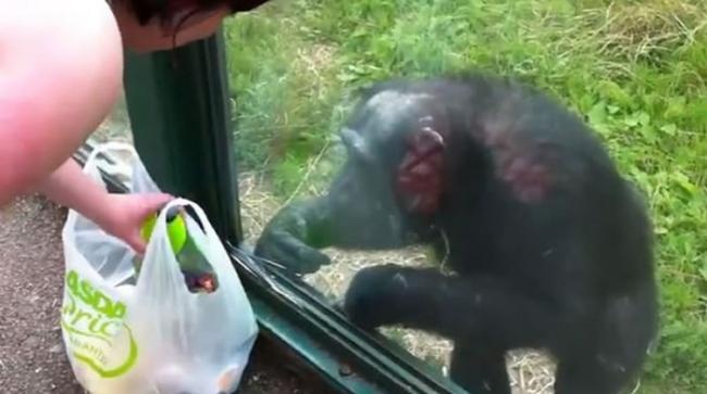 黑猩猩隔着玻璃窗狂指塑胶袋向游客要饮料喝