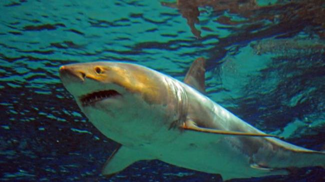 澳洲男子到大洋洲岛国滑浪堕海遭鲨鱼咬死