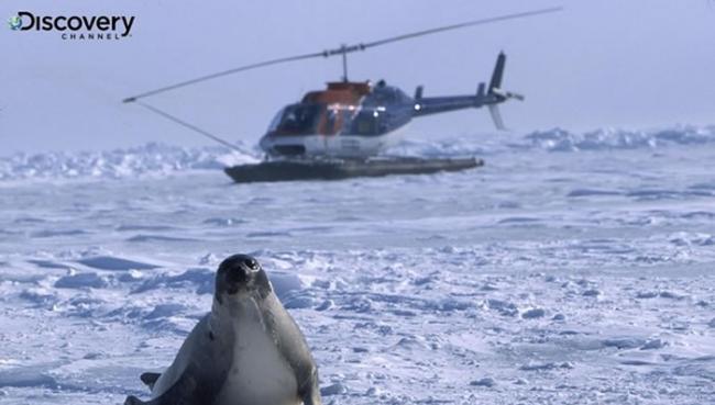 国际爱护动物基金会为保护海豹宝宝不遗余力