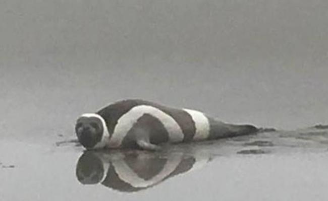 这只罕有的环海豹，8月时在美国华盛顿州长滩半岛被发现。