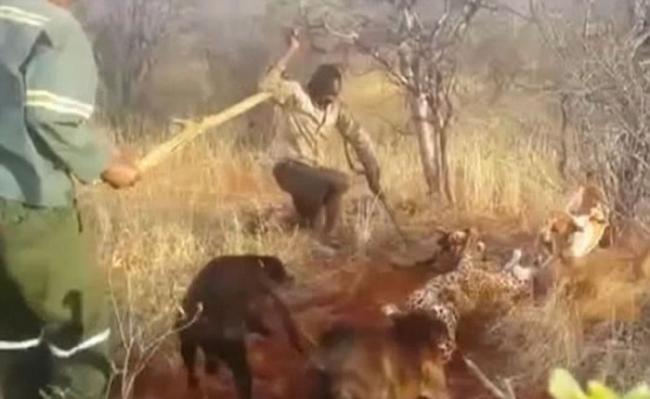 非洲纳米比亚猎人残杀美洲豹影片曝光 猎狗围攻噬咬