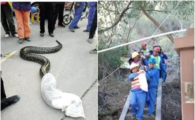 大蟒蛇长4米多、重达50多公斤，5名大汉合力才能将其抬下山。