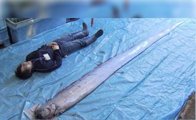 青森县岸边发现的皇带鱼比成年人还要长得多。
