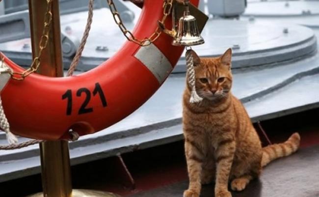 俄罗斯水手猫Sergei Ivanovich首度随北海舰队赴叙利亚作战 专责抓老鼠