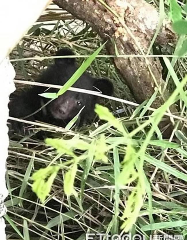 台湾花莲卓溪南安瀑布附近发现一只落单黑熊宝宝
