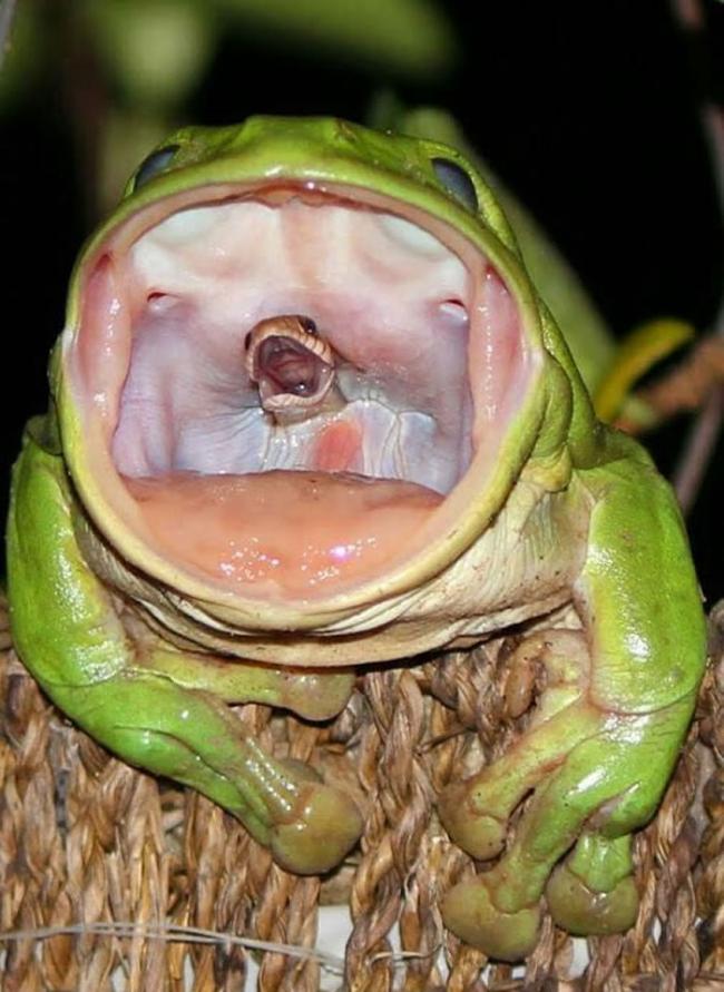 蛙吞蛇：自然界最猎奇的二重唱？