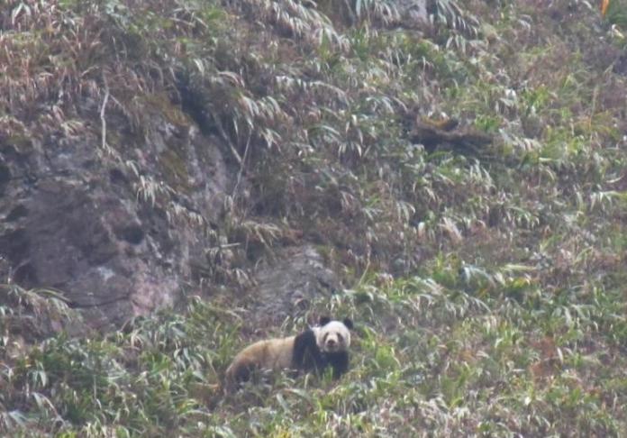 大熊猫察觉自己被发现后，迅速地朝大山里跑去。