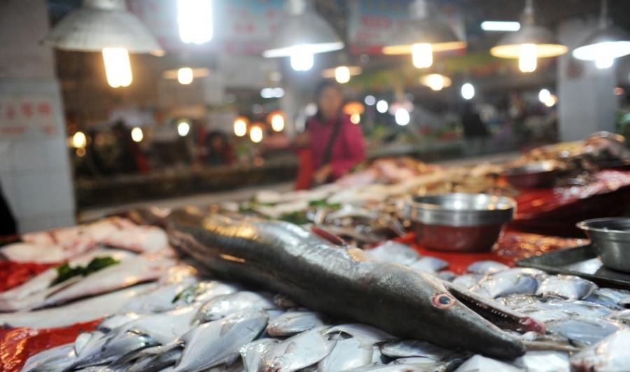 青岛渔民捕获近两米长重45斤巨型海鳗鱼