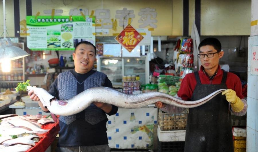 青岛渔民捕获近两米长重45斤巨型海鳗鱼