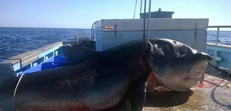 澳洲渔民捕获6米长巨型虎鲨