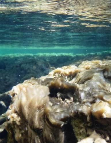最新研究：受全球气候转暖影响，淡水河流中“岩石鼻涕”藻类数量增多。