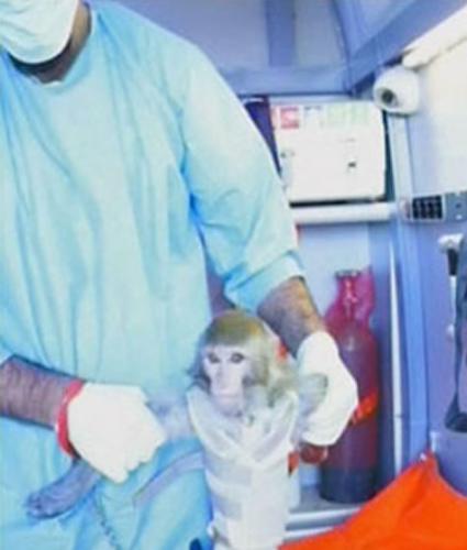 2013年1月，伊朗送第一只猴上太空。