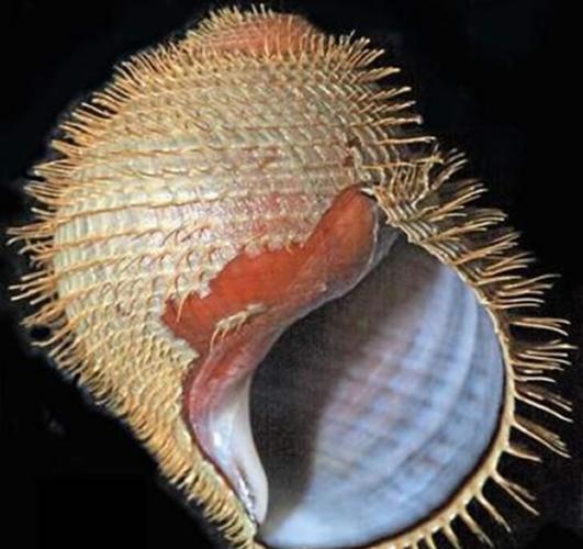 Alviniconcha strummeri蜗牛
