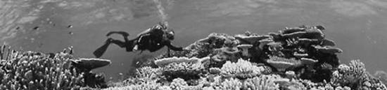 澳大利亚大堡礁虽得到较好管理，却依然严重退化。图片来源：DAVID DOUBILET