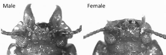 雌性甲壳虫更容易被向其献殷勤的雄性吸引