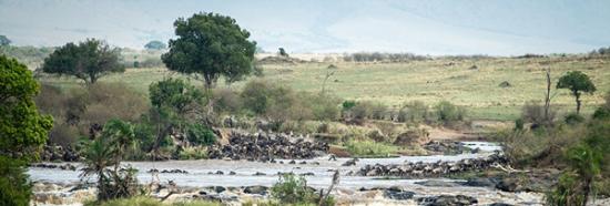 肯尼亚数百万角马壮观地横跨马拉河