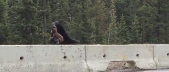 加拿大一只母熊用嘴救起受困在公路上的小熊