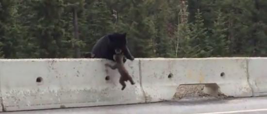 加拿大一只母熊用嘴救起受困在公路上的小熊