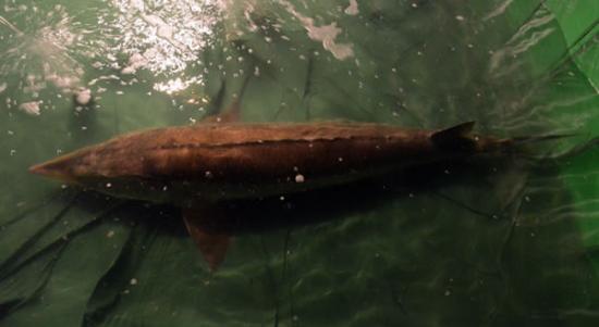 吉林大安嫩江发现百年罕见280斤鲟鳇鱼
