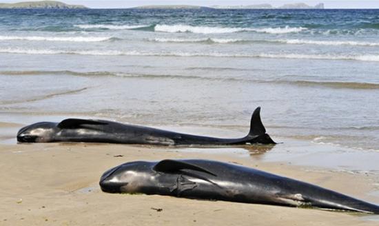 雌性小领航鲸死于埃塞克斯郡一个河滩。图为同类的小领航鲸品种。