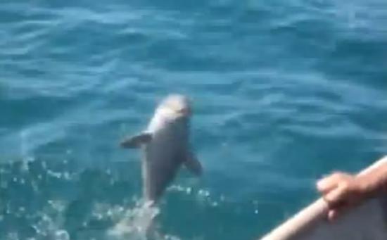巴西南湾一只小海豚跳出水面向渔民挥鳍致谢