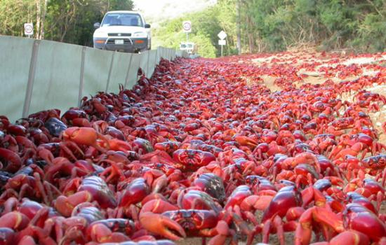 澳洲圣诞岛红蟹大迁徙