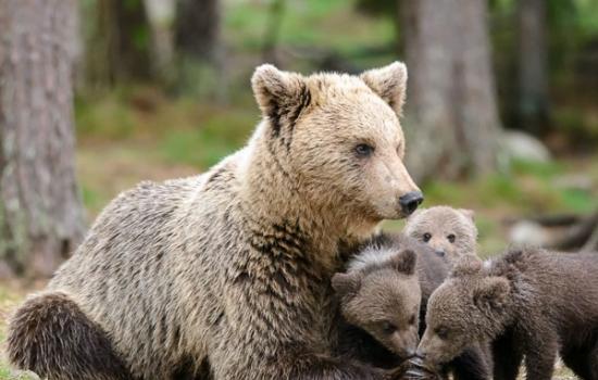 狩猎会扰乱棕熊世界的社会秩序