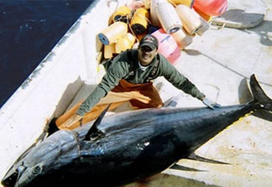 用作制作寿司，大西洋蓝鳍吞拿鱼会是世界上最昂贵的海产品之一。