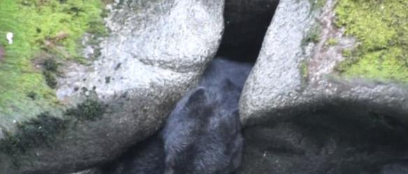德国游客在美国大南溪游玩时发现一只为抓鱼卡在岩石中间的大黑熊
