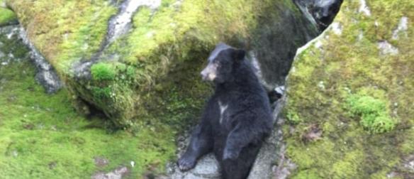 德国游客在美国大南溪游玩时发现一只为抓鱼卡在岩石中间的大黑熊