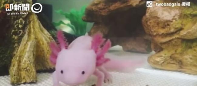 粉红色六角恐龙――水栖型两栖类墨西哥钝口螈