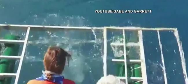 大白鲨历险记：墨西哥瓜达卢佩大白鲨冲入游客防鲨笼