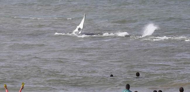 巴西海岸座头鲸宝宝搁浅 300人合力营救场面感人