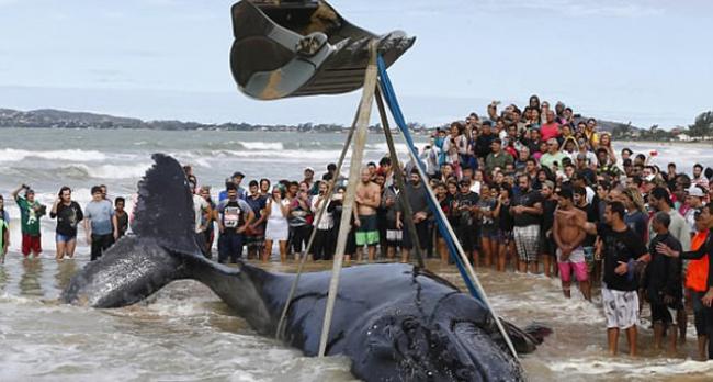 巴西海岸座头鲸宝宝搁浅 300人合力营救场面感人