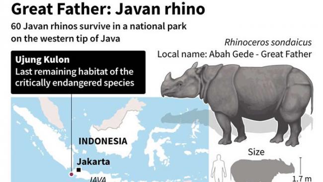 印尼乌戎库隆国家公园（Ujung Kulon National Park）里的相机陷阱捕捉到严重濒危的爪哇犀牛与幼兽的影片。