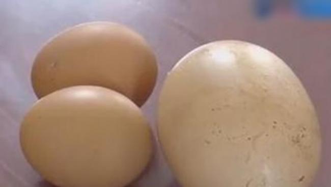 巨型鸡蛋蛋壳颜色偏白，比一般鸡蛋大近一倍。