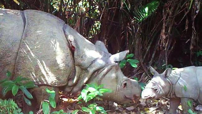 印尼乌戎库隆国家公园（Ujung Kulon National Park）里的相机陷阱捕捉到严重濒危的爪哇犀牛与幼兽的影片。